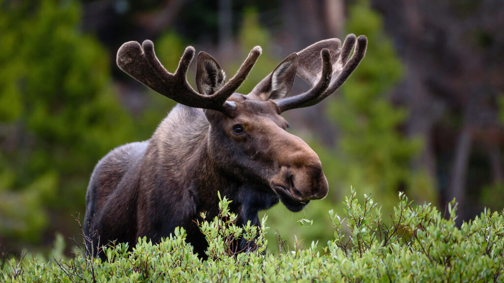 QUEIJO PARMESÃO EM PROMOÇÃO