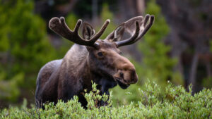 QUEIJO PARMESÃO EM PROMOÇÃO